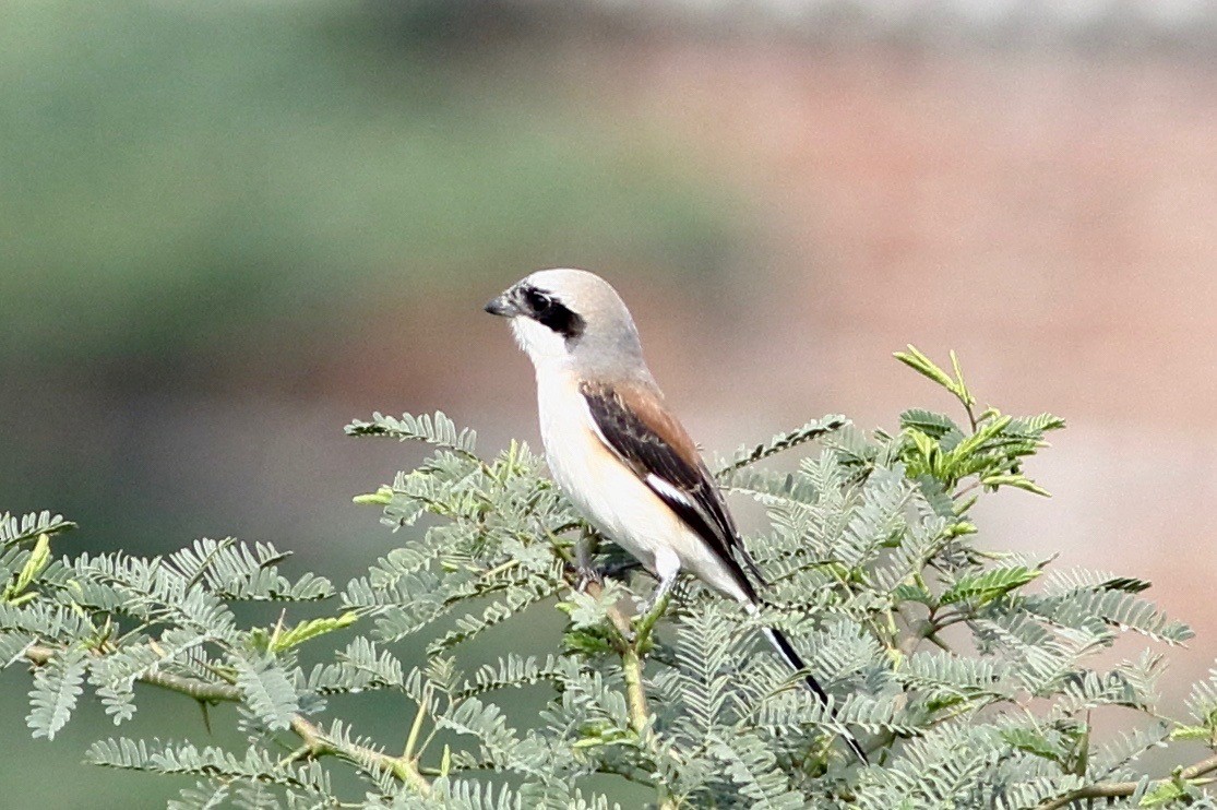 Bay-backed Shrike - ML293422301