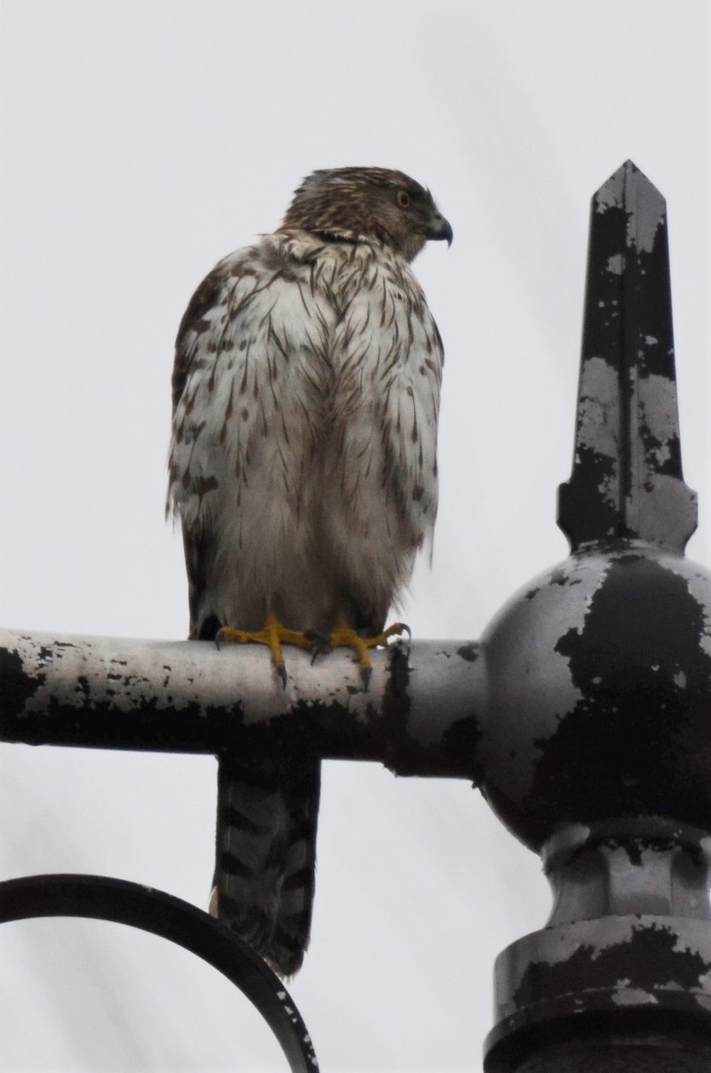 Cooper's Hawk - ML293422791