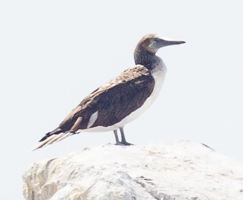 Blue-footed Booby - ML293425371