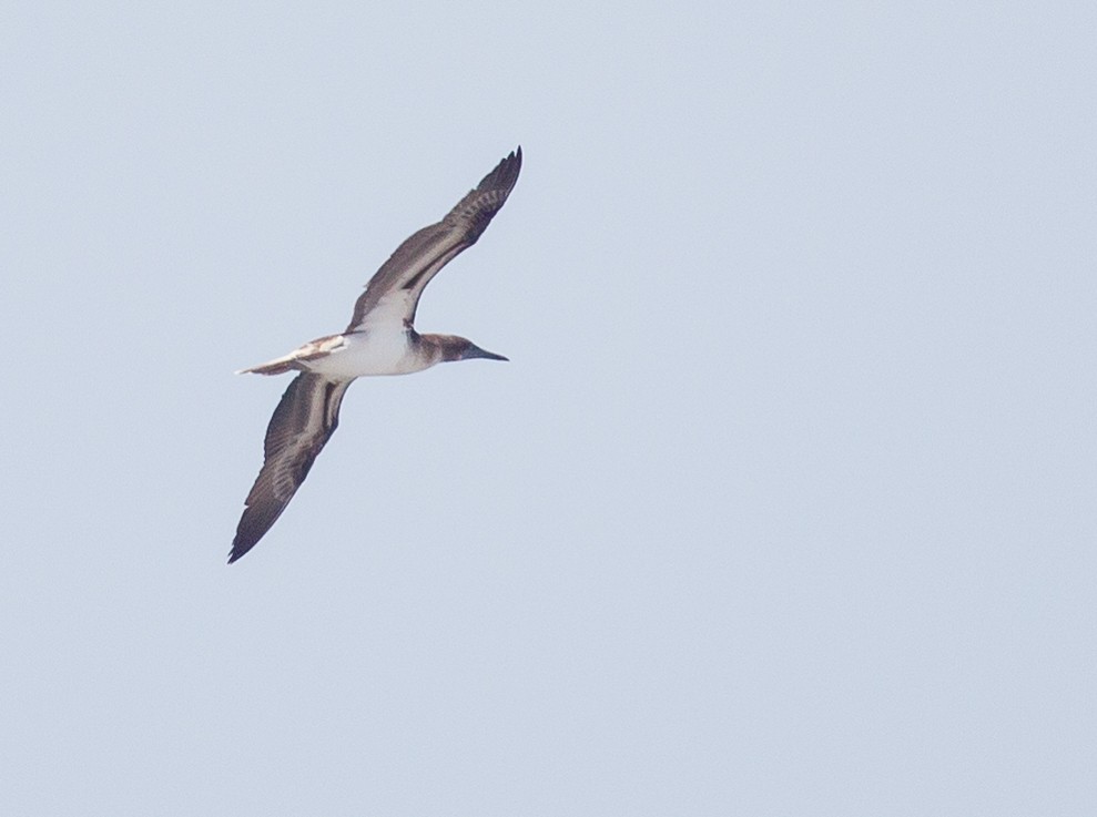 Blue-footed Booby - ML293425381