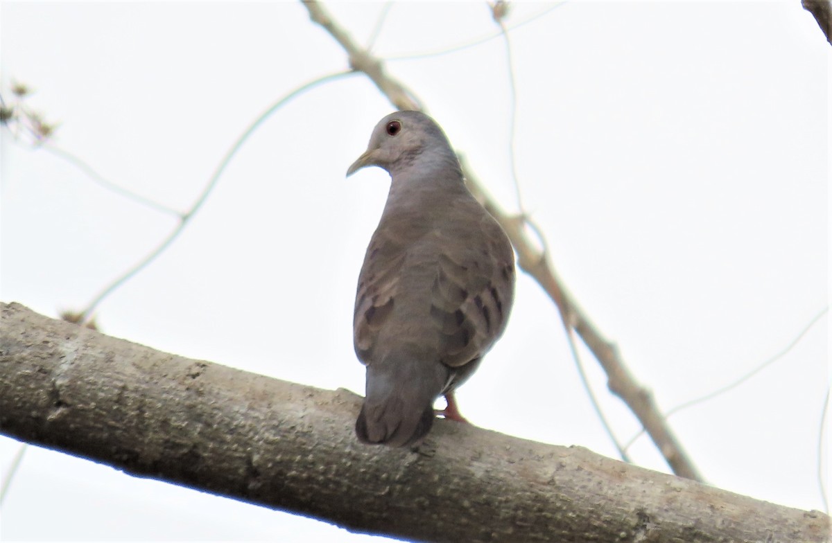 Plain-breasted Ground Dove - Oliver  Komar