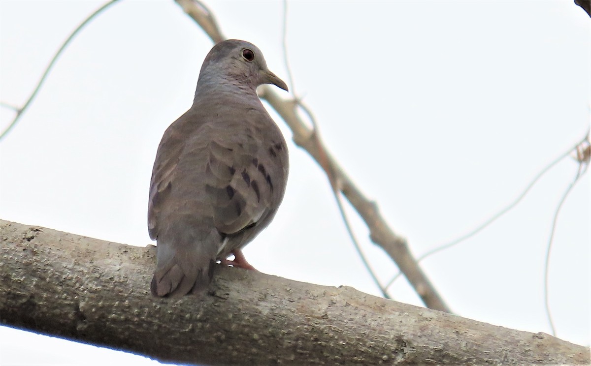 Columbina Menuda - ML293430201