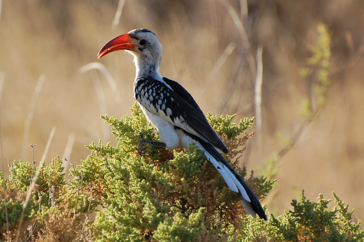 Northern Red-billed Hornbill - ML293430691