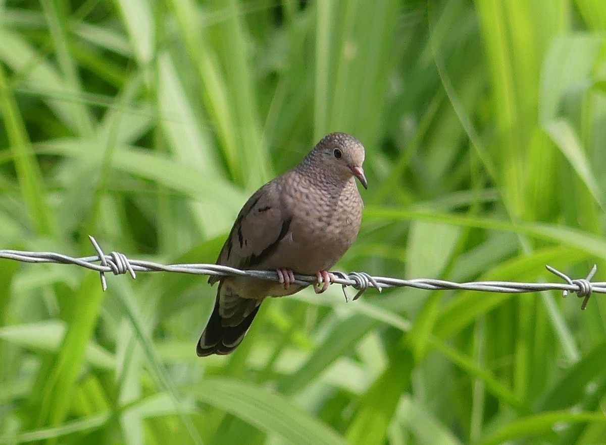 Common Ground Dove - Aziza Cooper