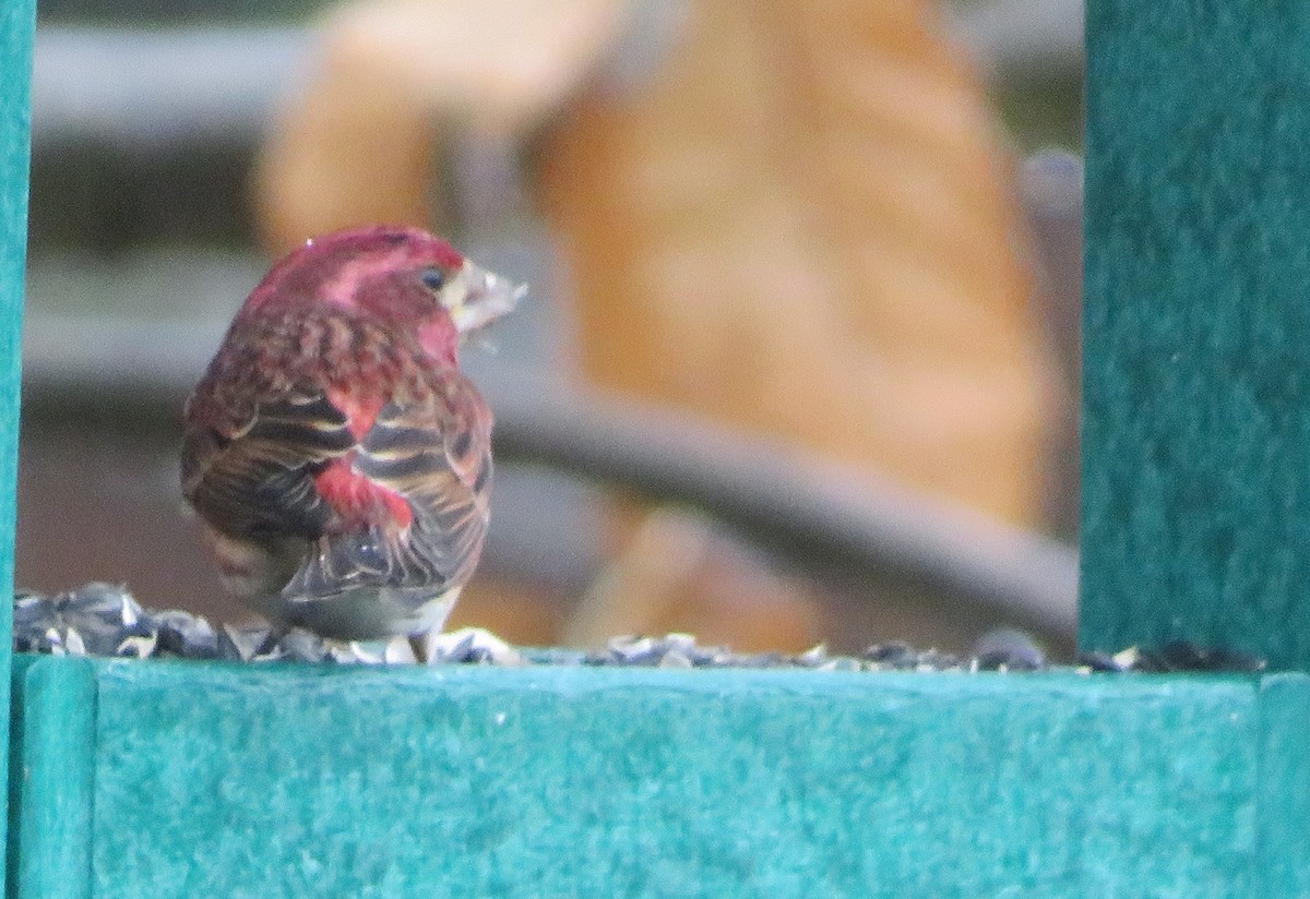 Purple Finch - ML293433121