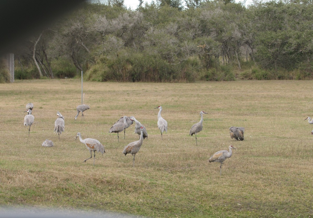 Sandhill Crane - ML293438071