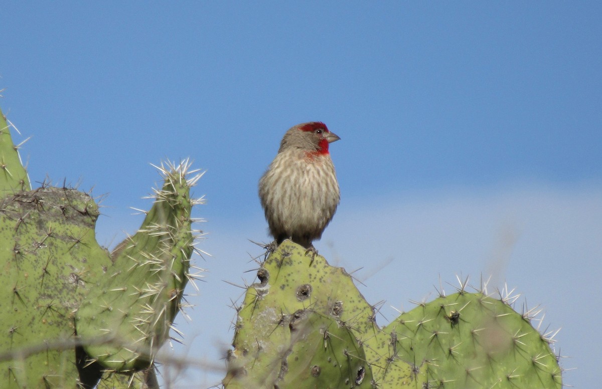 House Finch - ML293441151