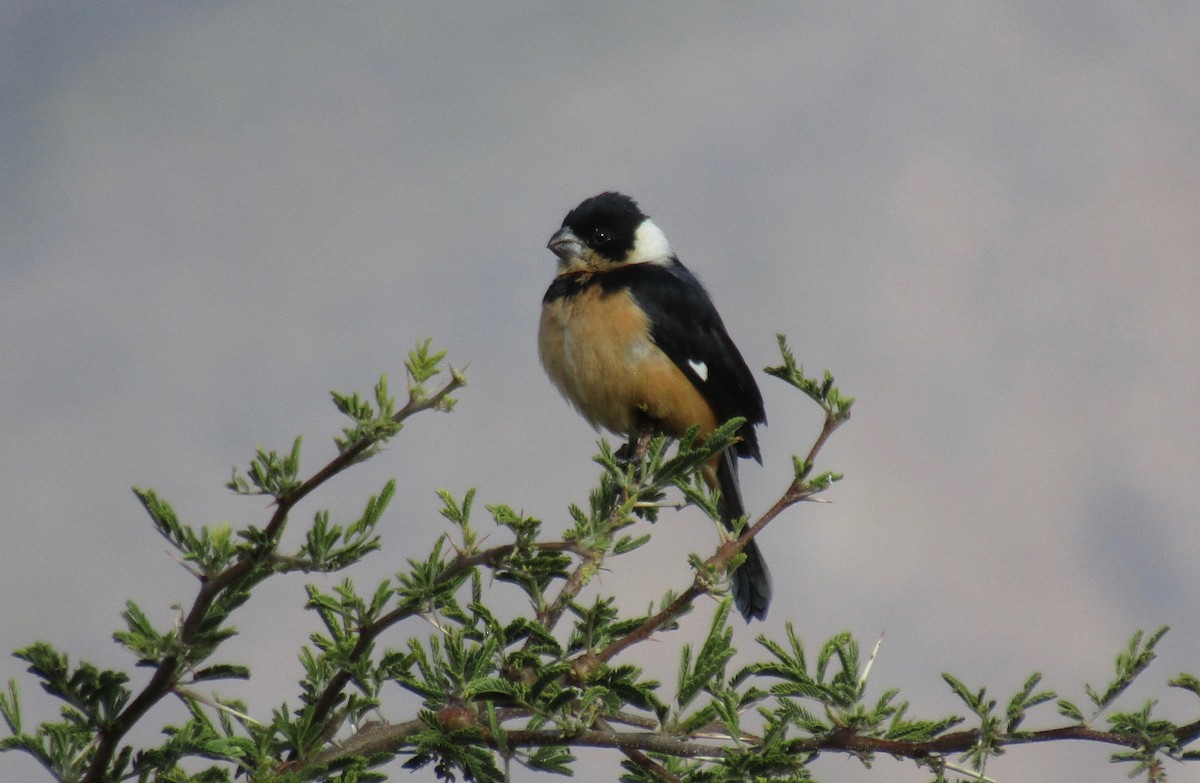 Cinnamon-rumped Seedeater - ML293441231