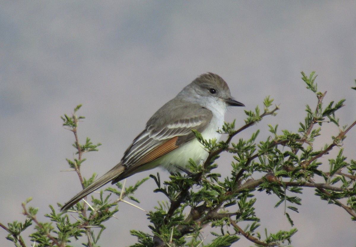 Ash-throated Flycatcher - ML293441531