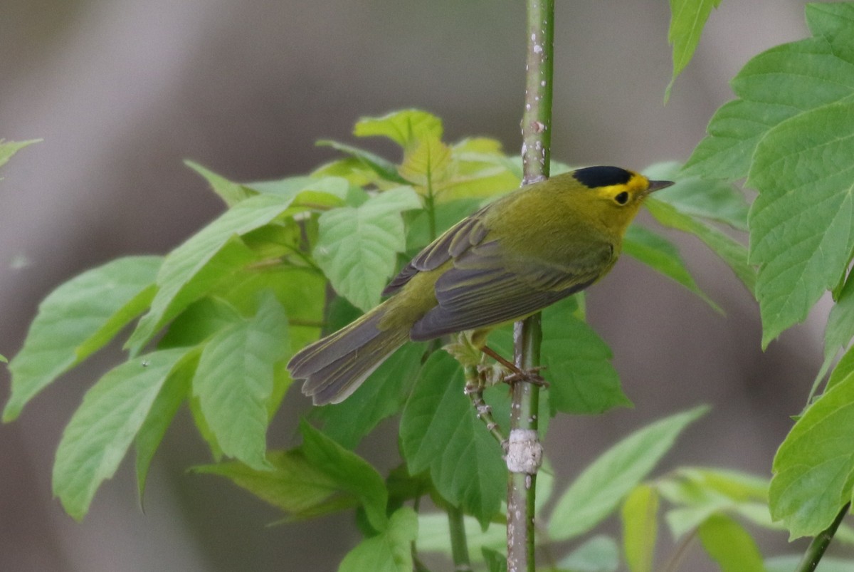 Wilson's Warbler - ML29344231