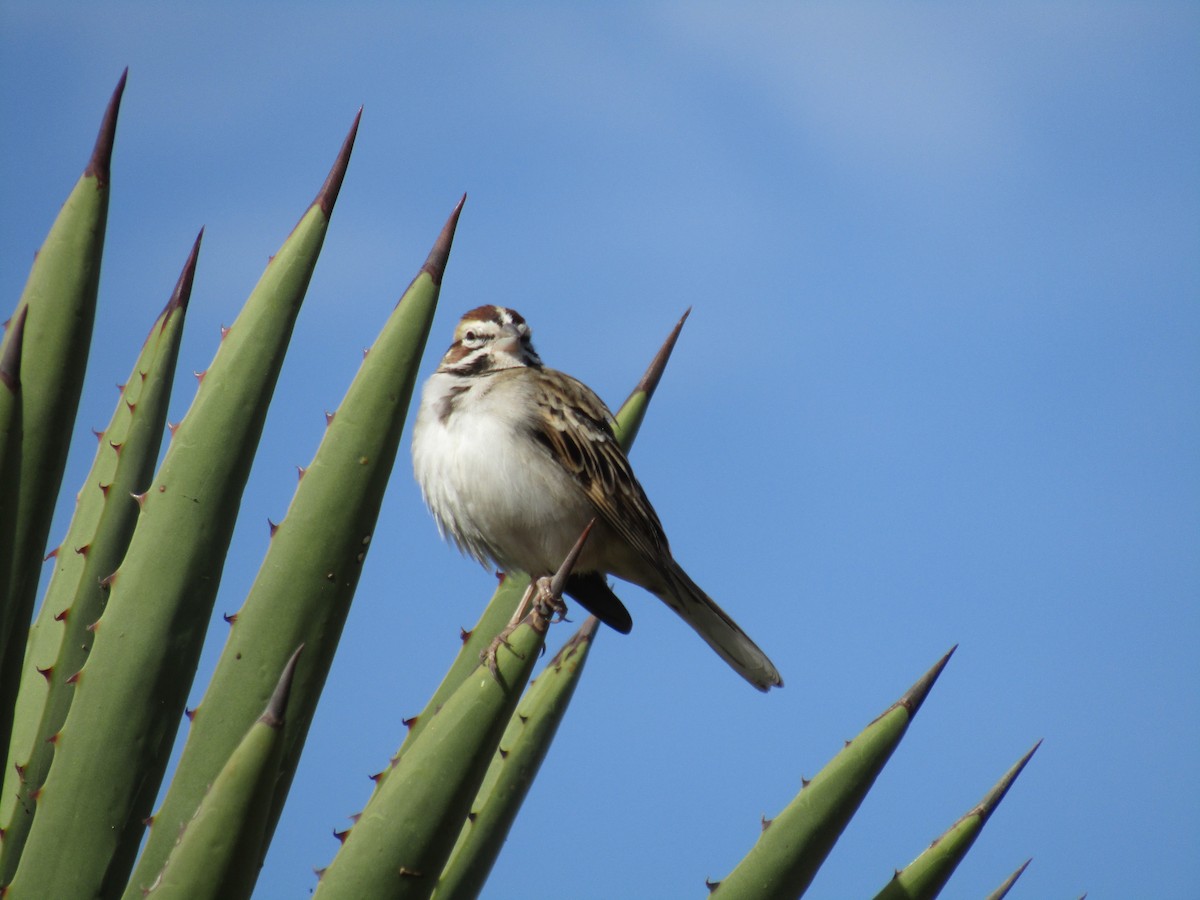 Lark Sparrow - ML293442441