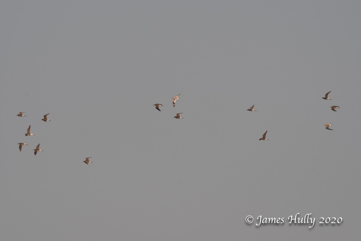 Small Pratincole - ML293442681