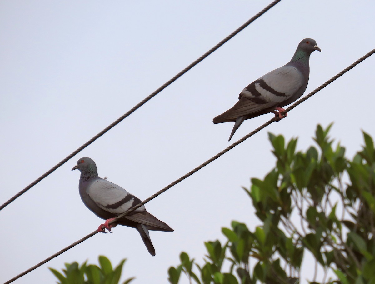 Pigeon biset (forme domestique) - ML293443411