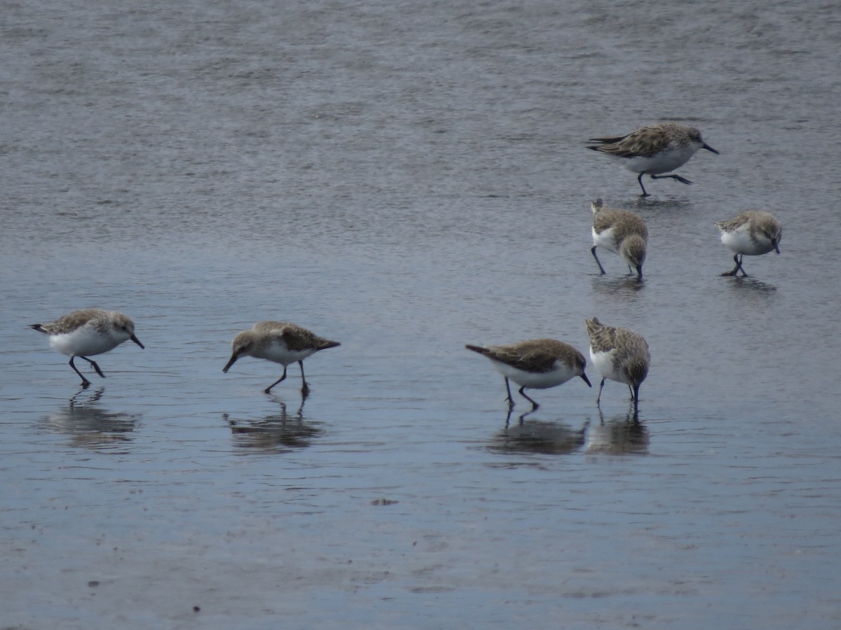 Semipalmated Sandpiper - Alejandro Mardoñez