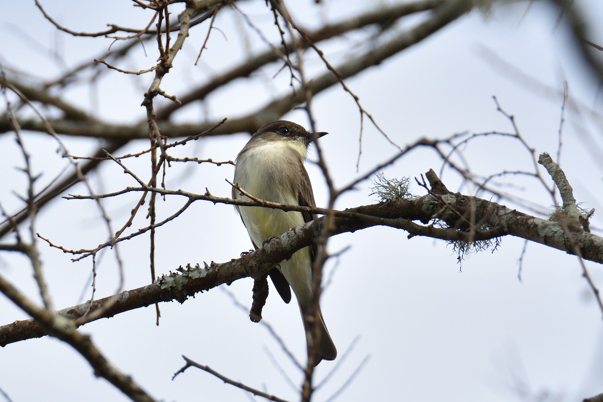 Eastern Phoebe - ML293444251