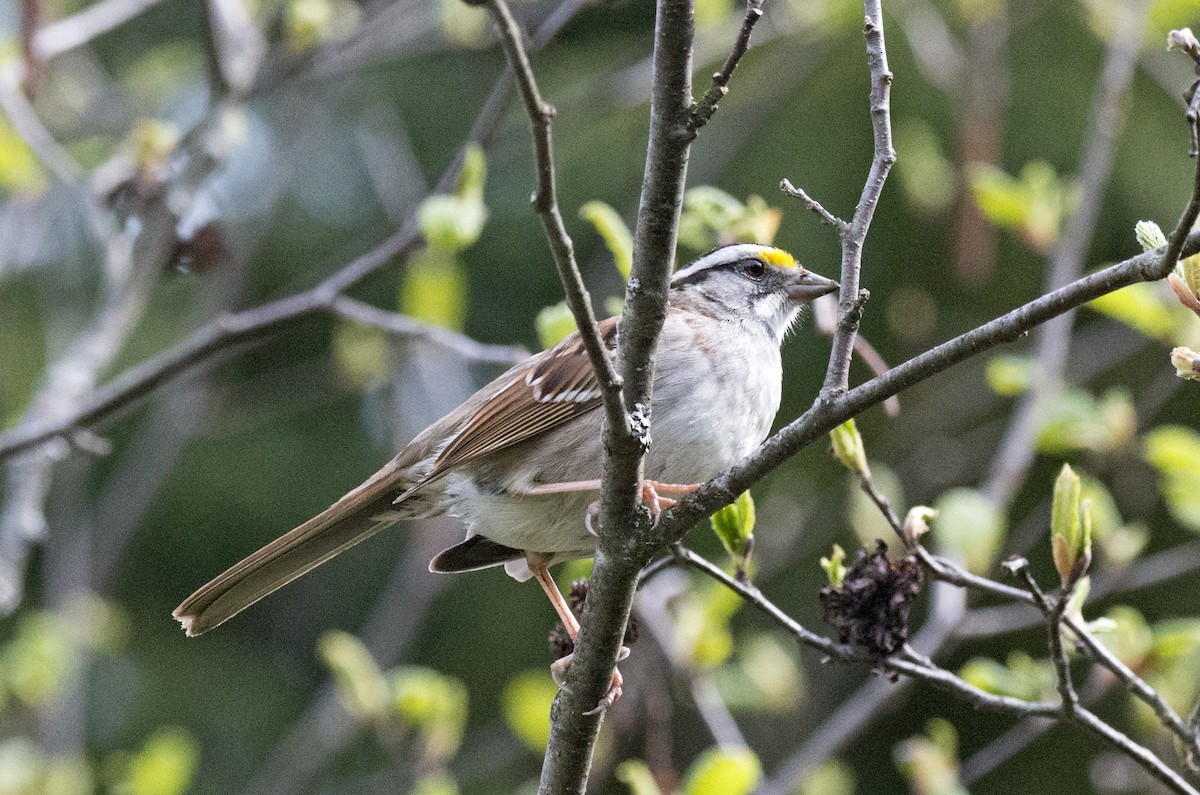 White-throated Sparrow - ML29344431