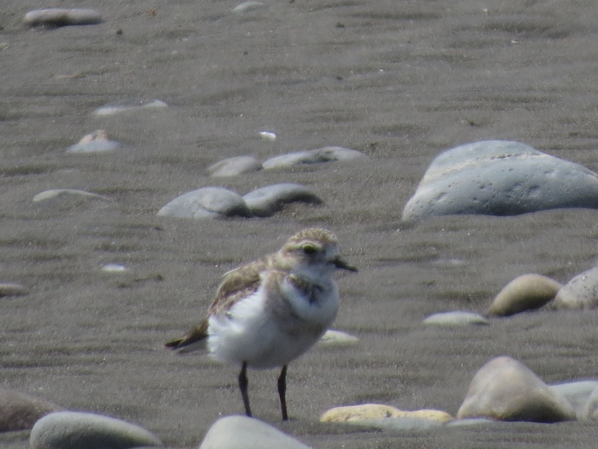 Two-banded Plover - ML293444951
