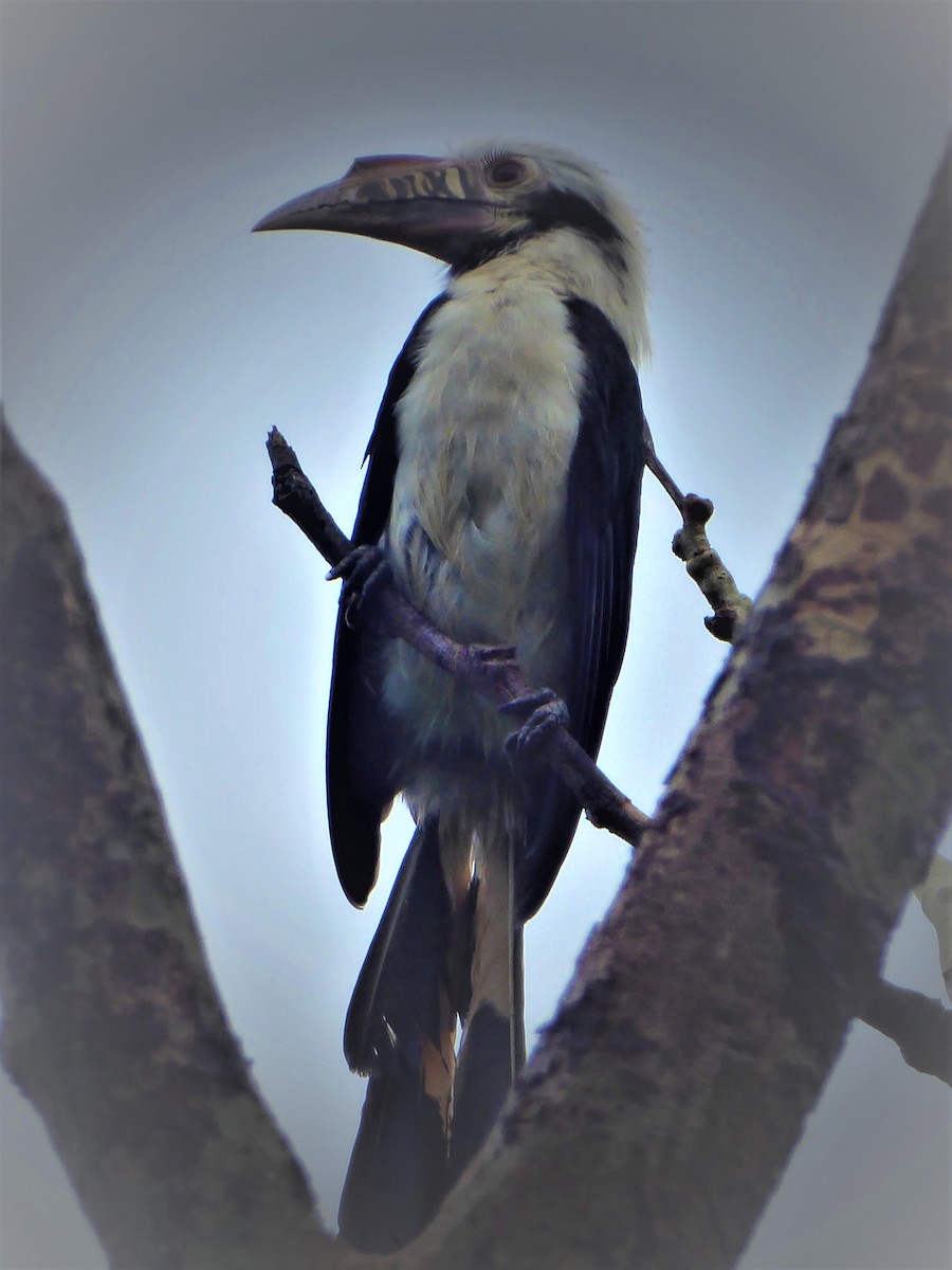 Mindoro Hornbill - ML293446381