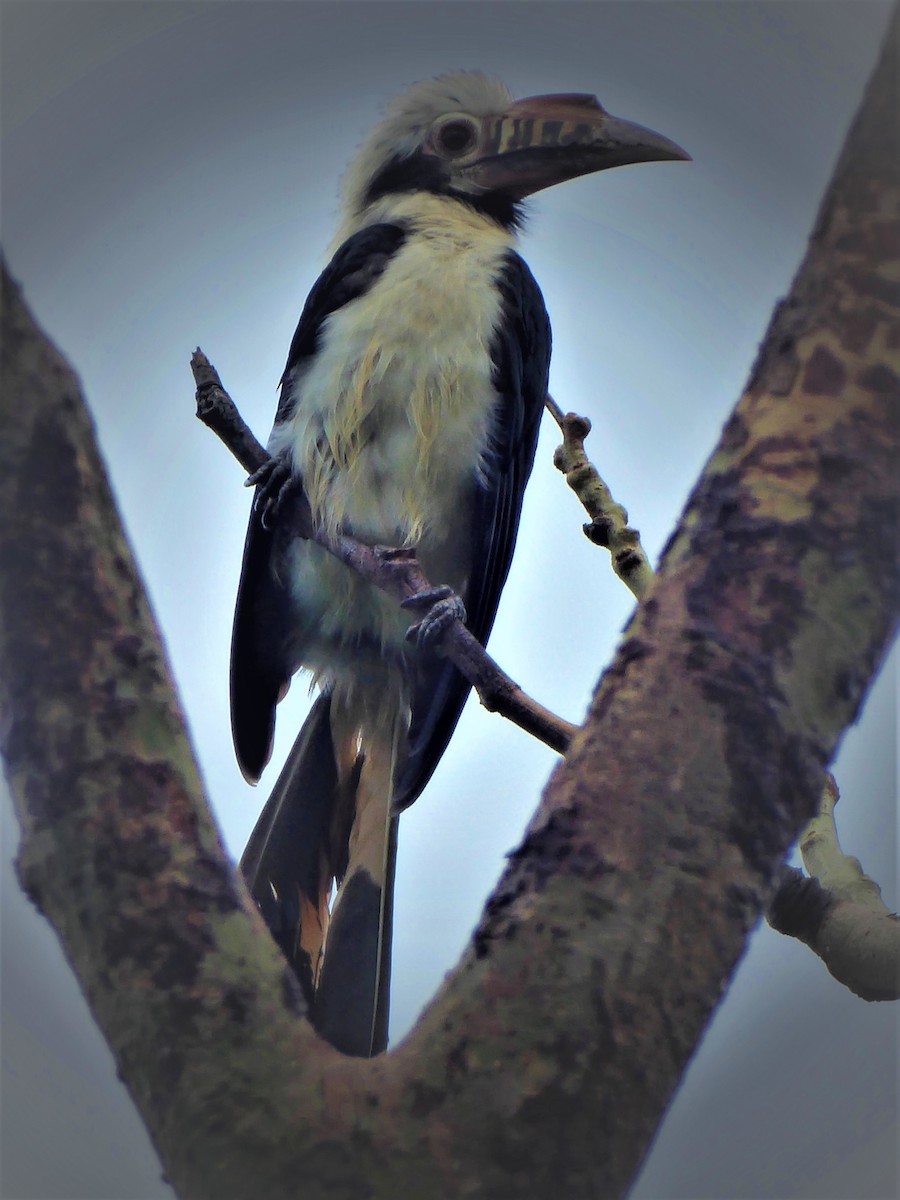 Mindoro Hornbill - ML293446611