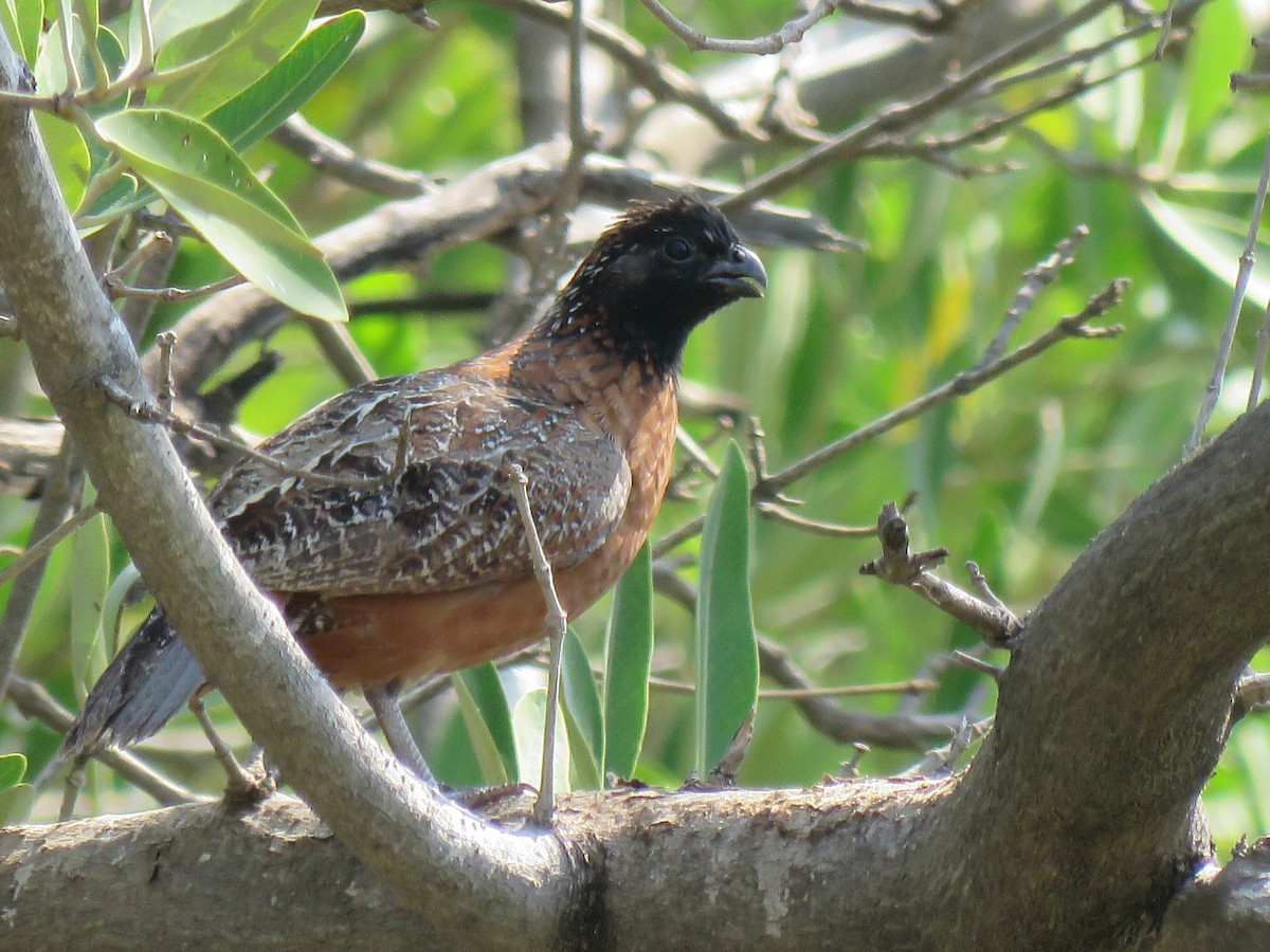 Northern Bobwhite (Masked) - Jan Hansen