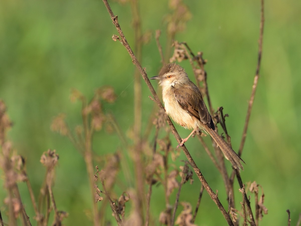 Prinia simple - ML293447161