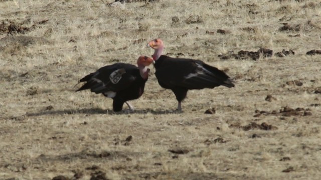 Condor de Californie - ML293447471