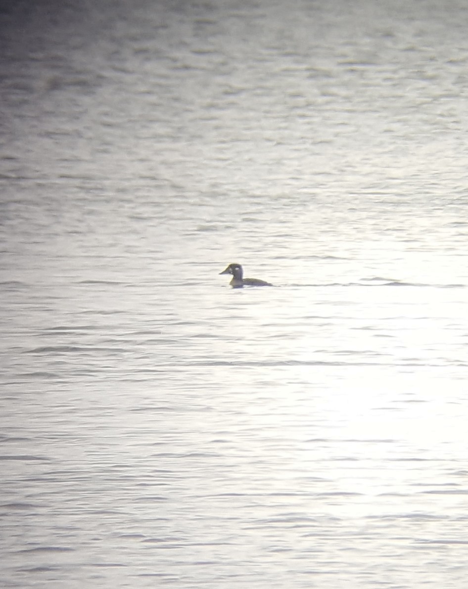 Surf Scoter - Alex Marine