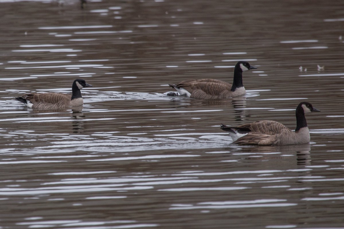 Canada Goose (canadensis Group) - ML293449301