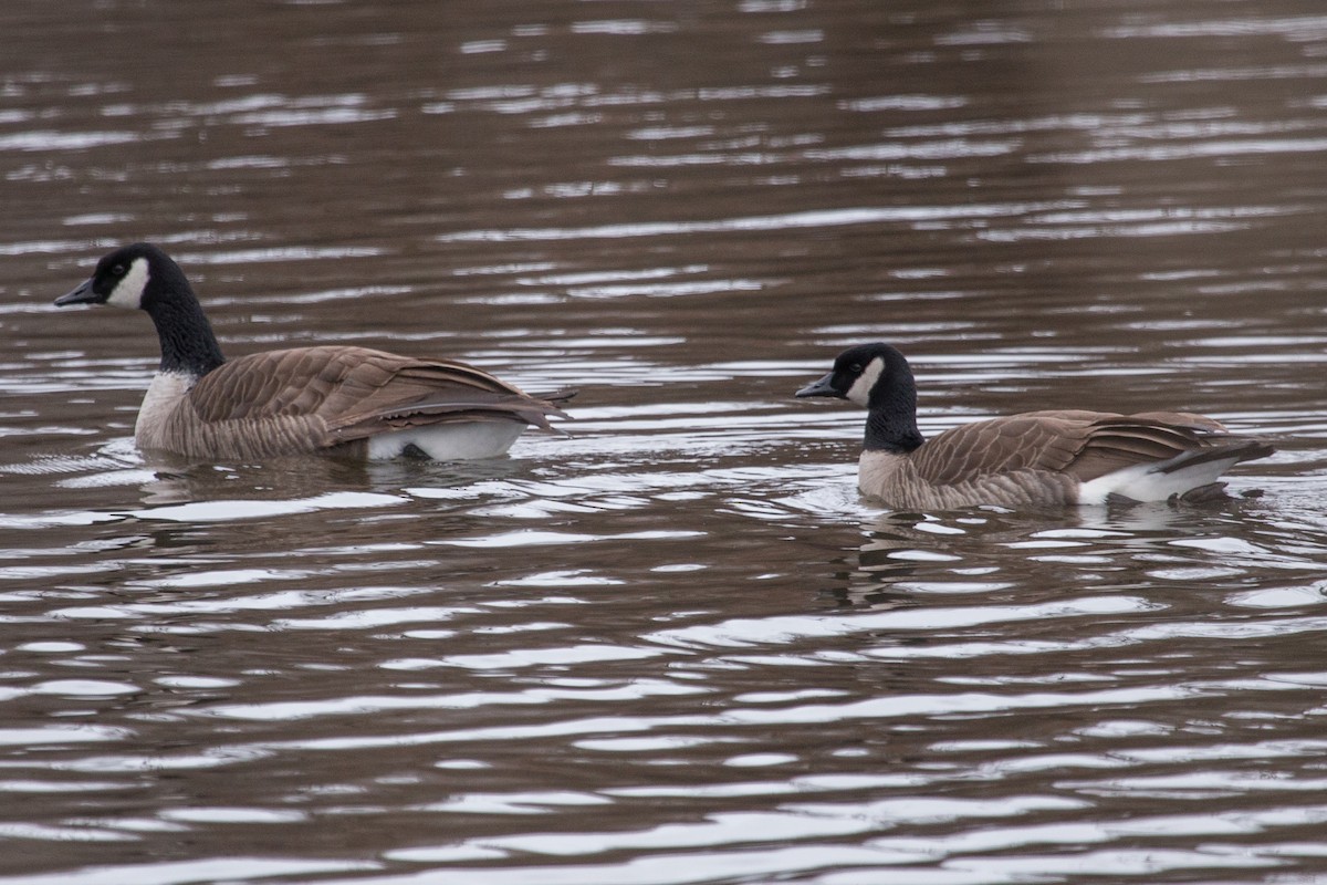 Canada Goose (canadensis Group) - ML293449341