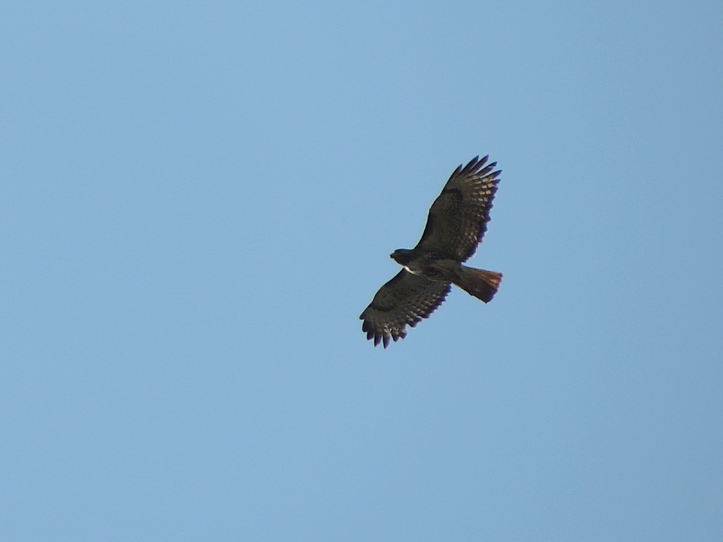 káně rudochvostá (ssp. solitudinis) - ML29344961