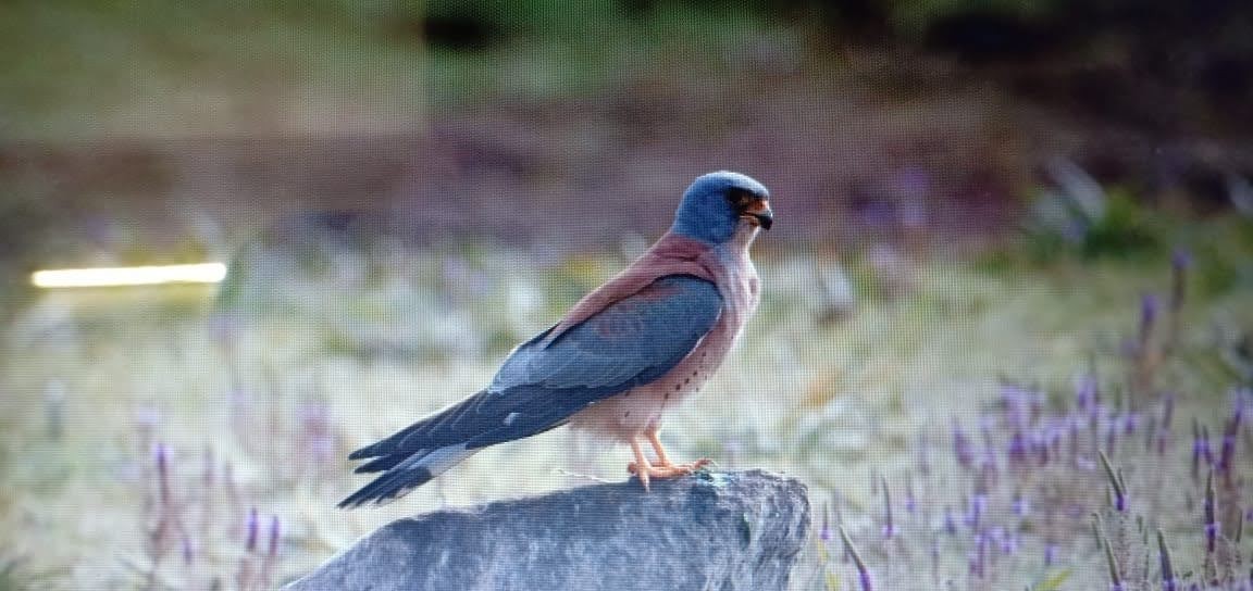 Lesser Kestrel - ML293449721