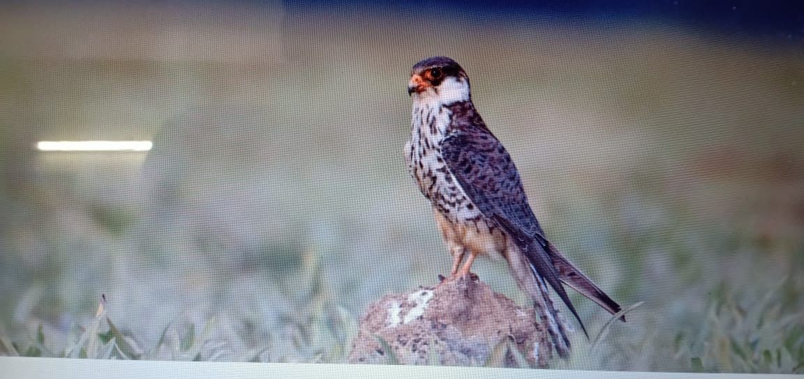 Amur Falcon - ML293449751