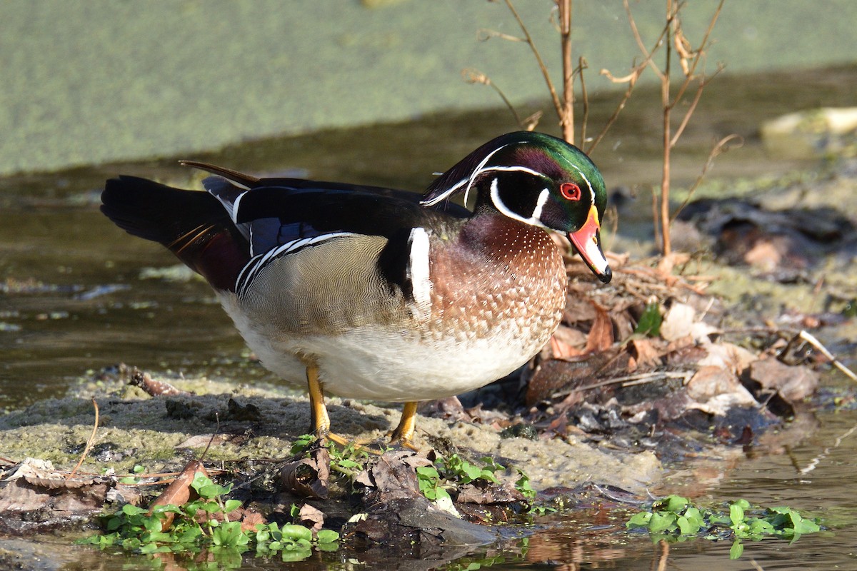 Wood Duck - Jason Chen