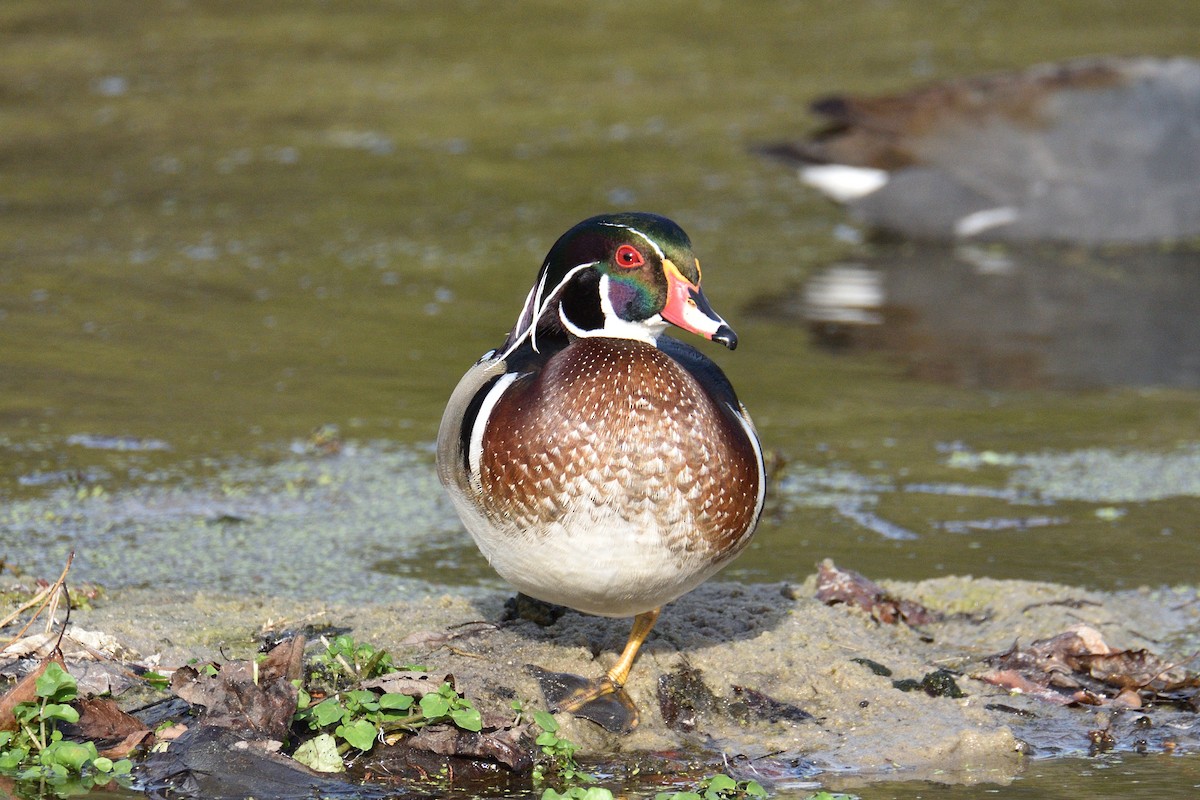 Wood Duck - Jason Chen