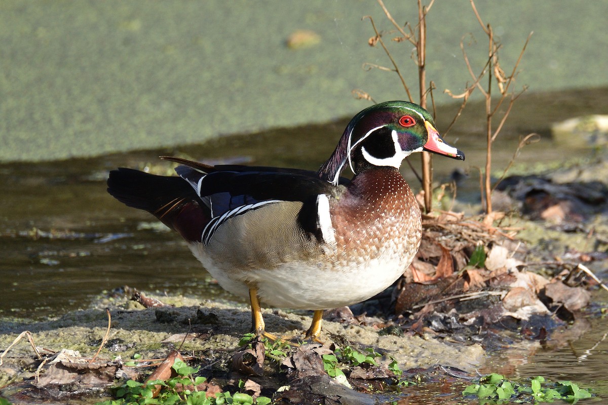 Wood Duck - Jason Chen