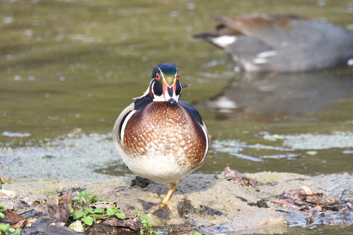 Wood Duck - Jason Chen