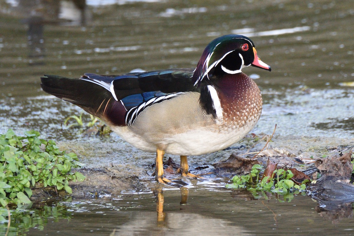 Wood Duck - Jason Chen