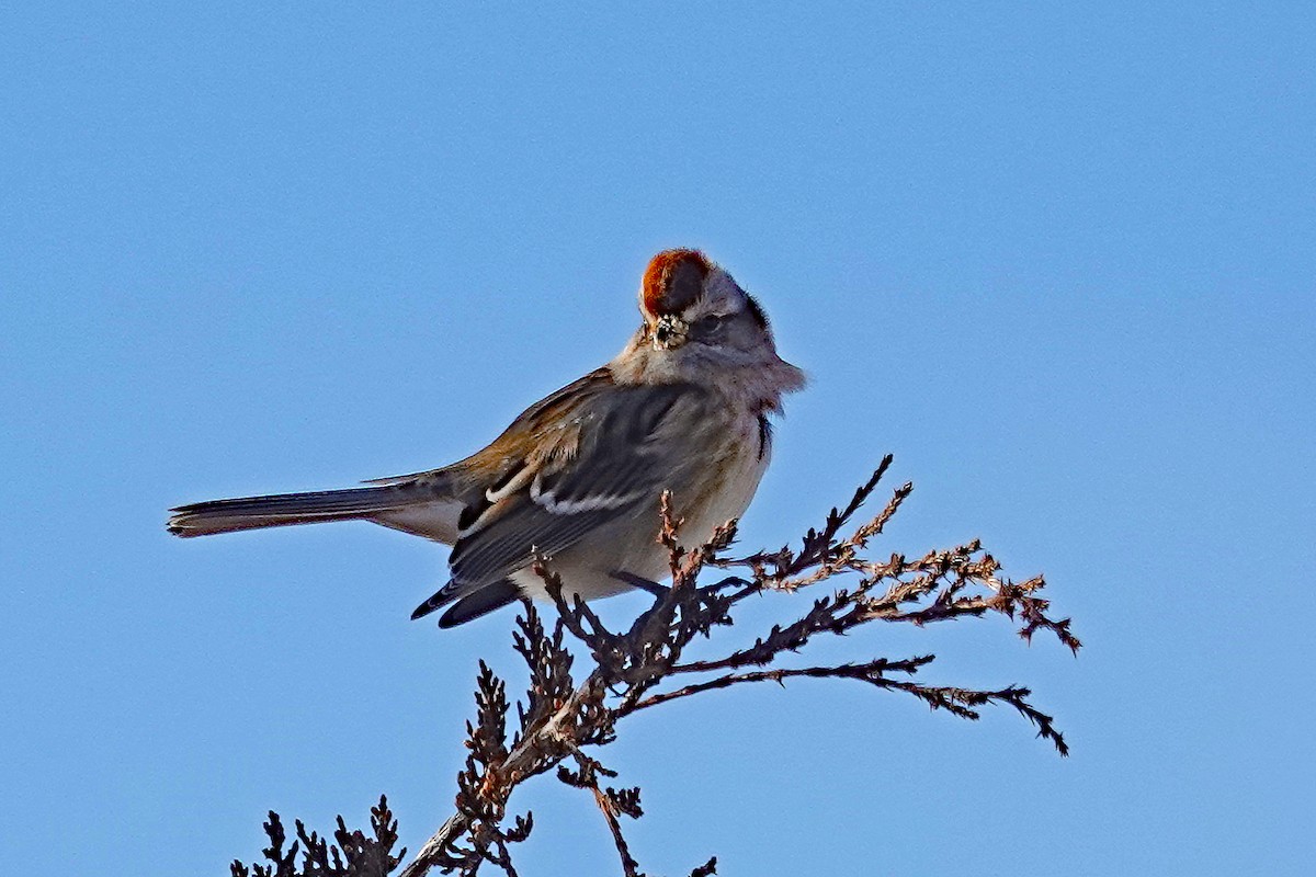 American Tree Sparrow - ML293450861