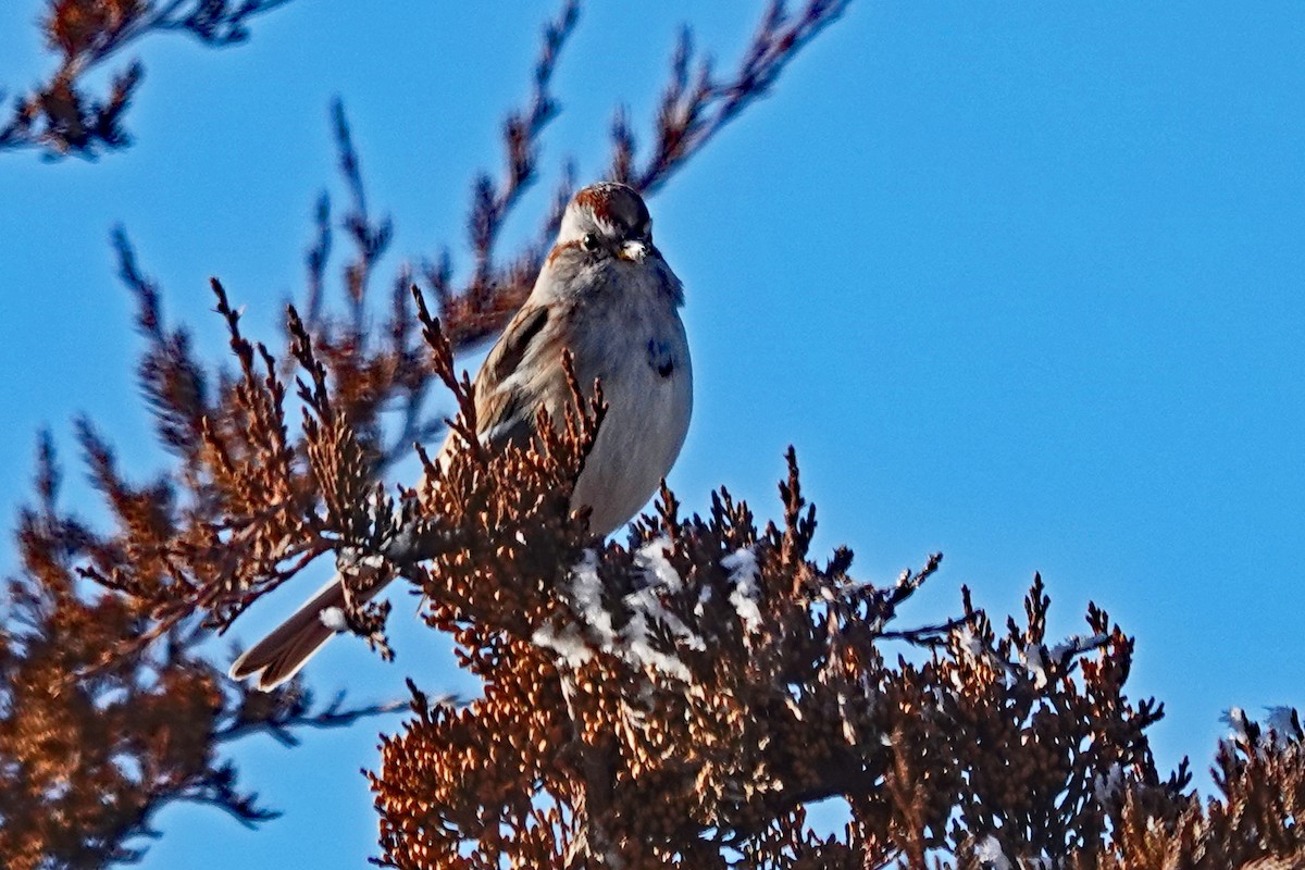 American Tree Sparrow - ML293450871