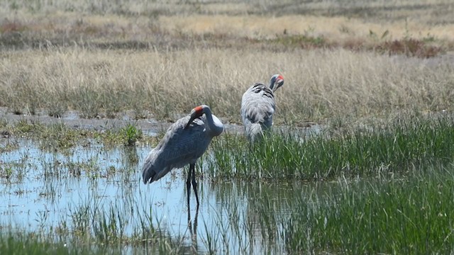 Grue brolga - ML293451111