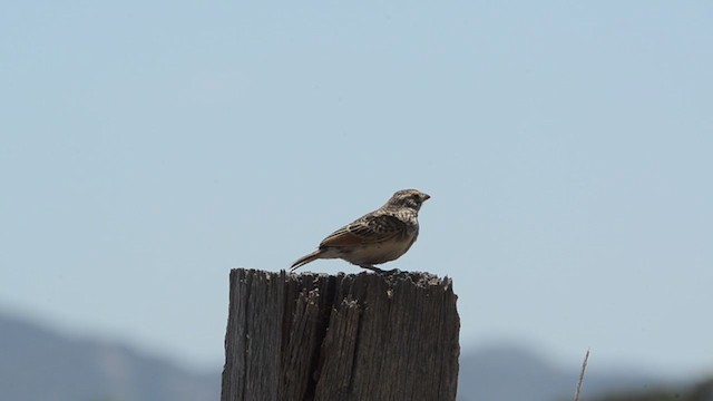 Singing Bushlark (Australasian) - ML293451181