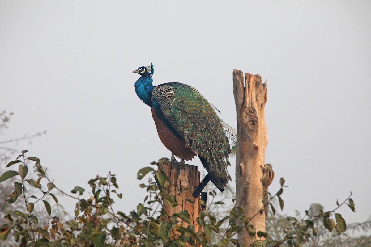 Indian Peafowl - ML293452491