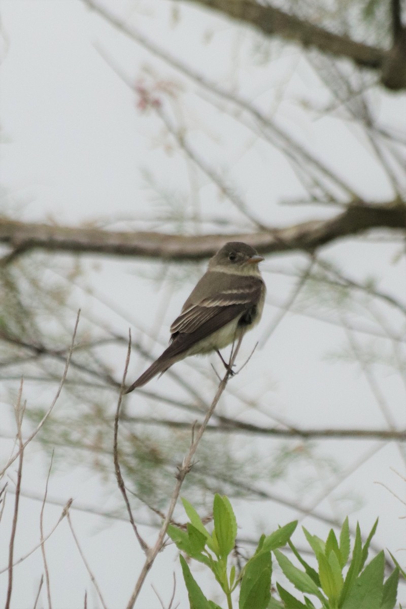 Eastern Wood-Pewee - Angel Zakharia