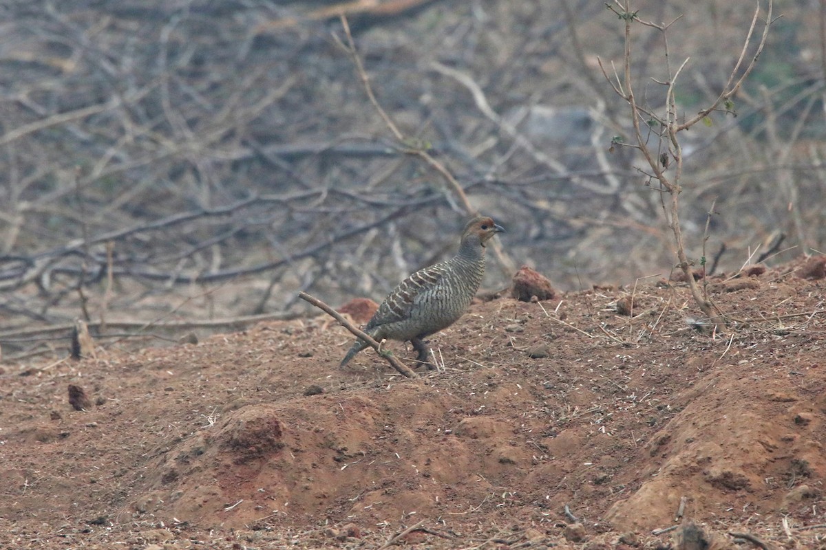 Gray Francolin - ML293452581