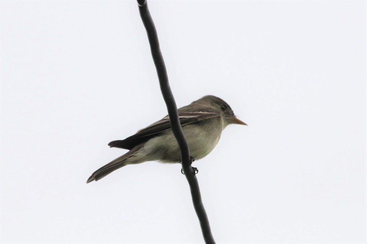 Eastern Wood-Pewee - ML293452611