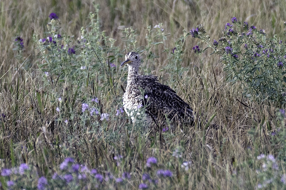 Upland Sandpiper - ML293453331