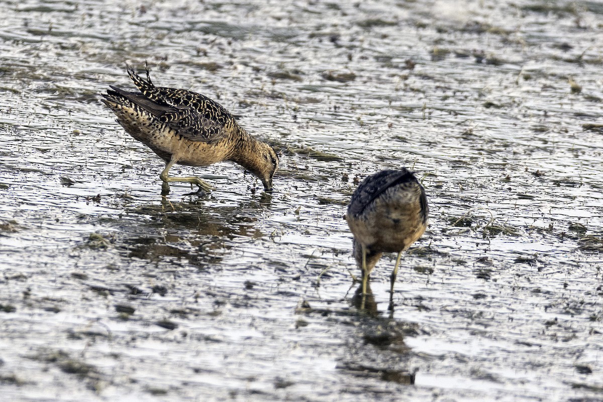 Long-billed Dowitcher - ML293453341