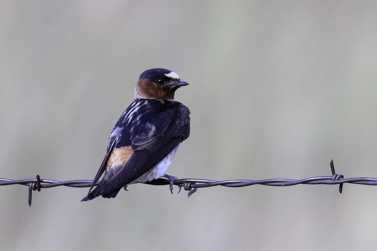 Cliff Swallow - ML293453381