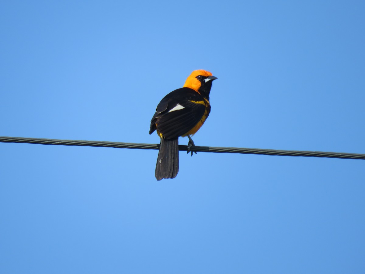 Spot-breasted Oriole - ML29345351