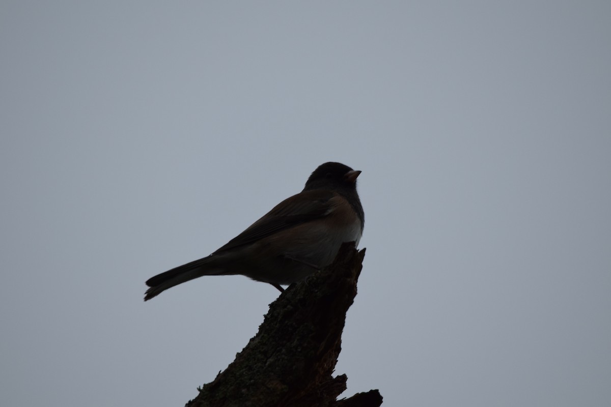 Dark-eyed Junco - ML293454151